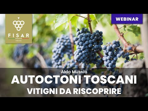 Video: Grape Dove: descrizione della varietà, impianto, coltivazione e cura. Utilizzare nella vinificazione e nella progettazione del giardino