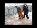 Копия видео Aboriginal Caucasian Shepherd Hranitel Gor Patiala