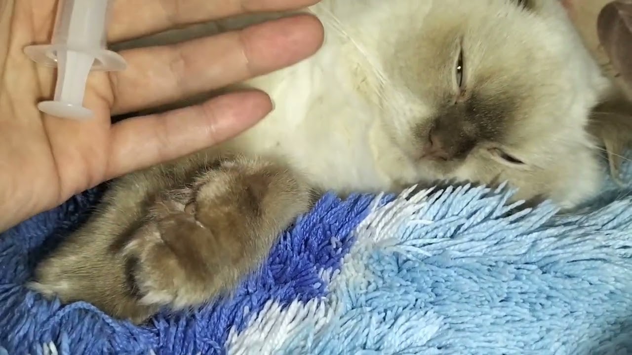 kedim iştahsız yemiyor içmiyor (çözüm).