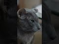 кот ориентальный #ориентальныйкот #orientalcat