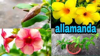 Best flowering plant. allamanda plant care/repotting tips|| ये पौधा घर मे जरूर लगाये