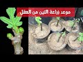 موعد زراعة التين من العقل 