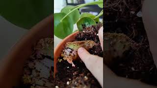 what is this alien growing in my plant? #plants #wierd #pilea
