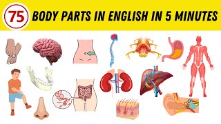 Learn 75 Body Parts in English in Just 5 Minutes!