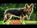 German shepherd dog watching TV || one year dog || top dangerous dog 🐶 || #trending #german shepherd