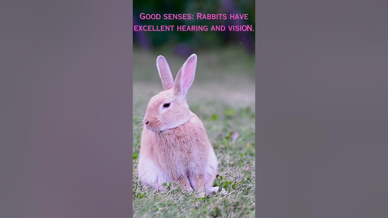 shorts "How good senses help rabbits avoid danger." 😘👌viralshorts