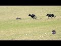 Galgos y liebres temporada 2017  greyhounds vs hares