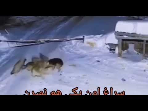 حمله گرگهای گرسنه به سگ نگهبان Wolves Attack Dogs