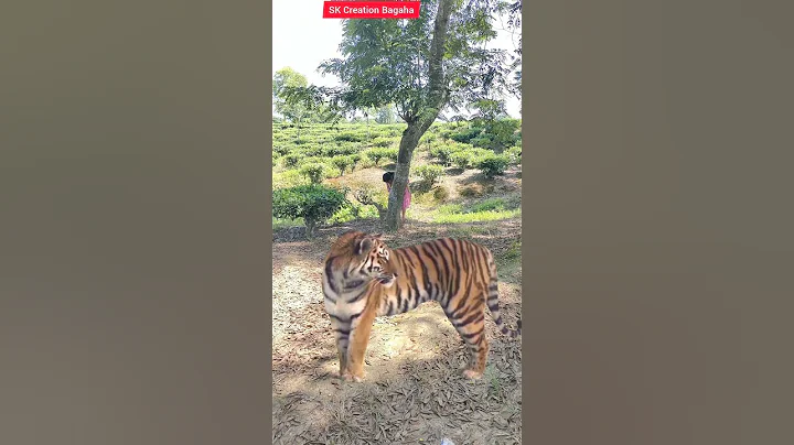 Video 5964161: royal bengal tiger, royal bengal cat, cats tigers wildlife