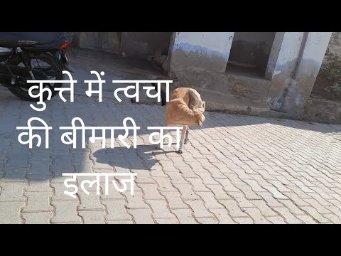 वीडियो: कुत्तों में त्वचा की धक्कों (ग्रैनुलोमेटस डर्माटोज़)