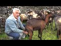 UM CURRAL DE CABRAS  - JOAO AREIAS DA ROCHA