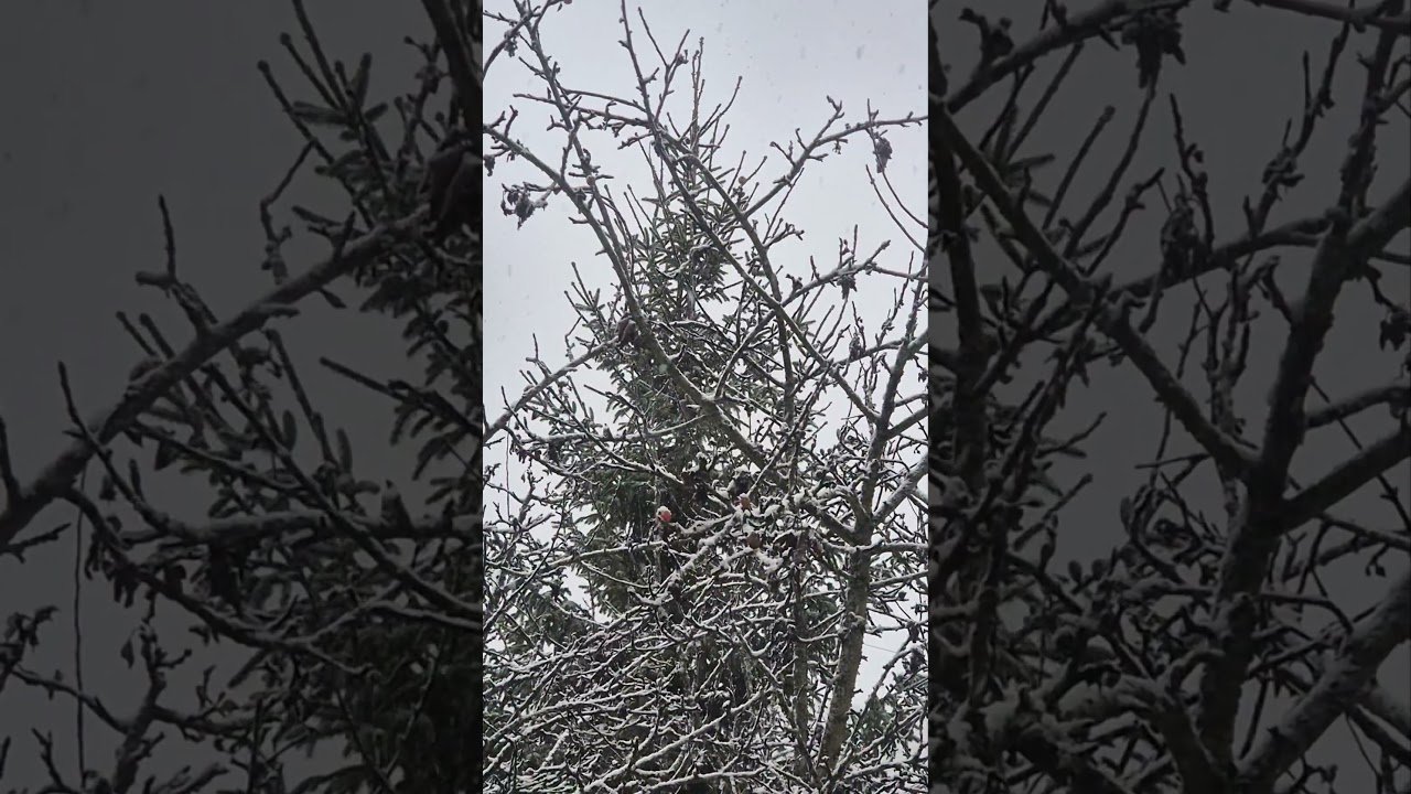 первый снег...