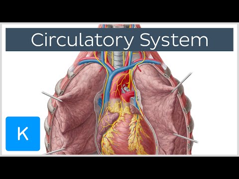 Video: Ce este sistemul circulator în corpul uman?