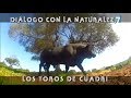 Diálogo Con La Naturaleza, Los Toros De Cuadri