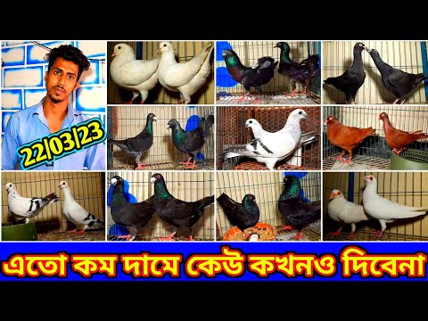 সুপার ডিসকাউন্টে সবচেয়ে কম দামে ফেন্সি কবুতর বিক্রি হবে নিহাদ ভাইয়ের খামার থেকে কবুতর কিনুন