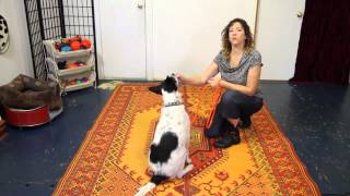 How to Teach Down from a Sit - Dog Training