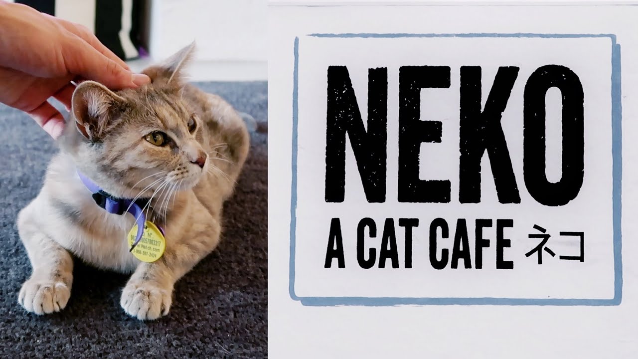 Visiting the NEKO Cat  Cafe  in Bellingham  Washington 