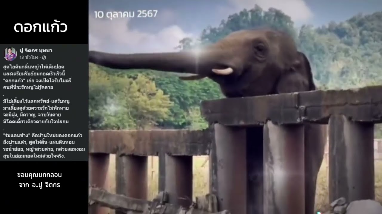 ดอกแก้ว...