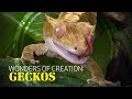 Wonders of Creation: Geckos