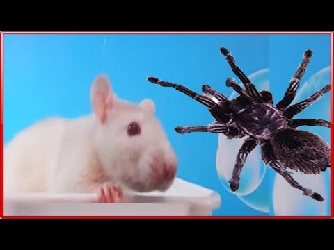 Видео: Играем в доктора Укусил паук Играем с крыской Тайная жизнь