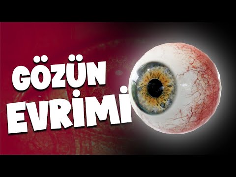 Göz Nasıl Evrimleşti?