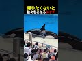 帰りたくないと駄々をこねるシャチ