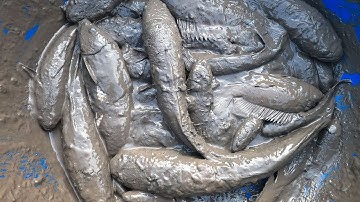 Thảo Cady đi bơm ao bắt các con vật, con cá chép, cá koi, cá quả, cá trắm đen -Part0098