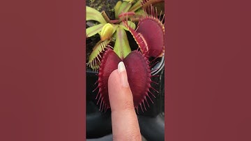 VENUS FLYTRAP Plant Eating and Pooping 😱#nature #wildlife #viralshorts #shorts #youtubeshorts #funny