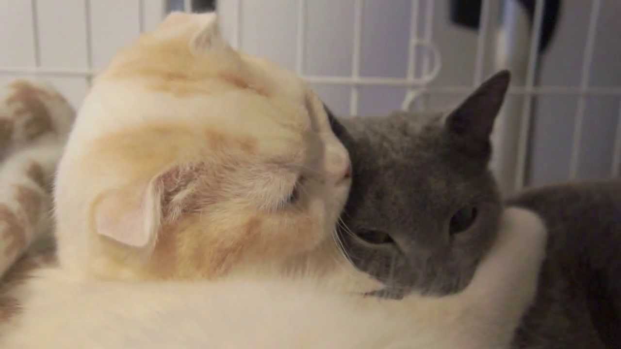 スコティッシュフォールド 猫 の性格や特徴は 飼い方のコツも 大人女子のライフマガジンpinky ピンキー スコティッシュフォールド 猫 の性格や特徴は 飼い方のコツも 大人女子のライフマガジンpinky ピンキー