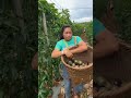 Passion Fruit Harvest Satisfying Short mp3