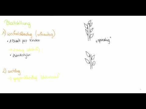 Video: Welche Arten von Phyllotaxie gibt es?