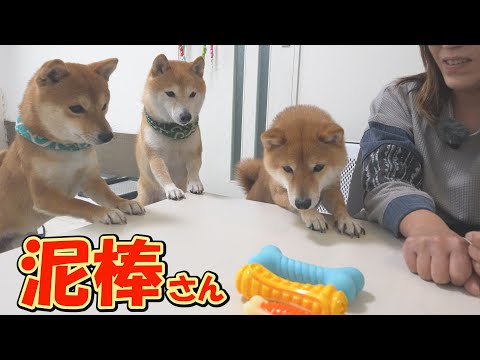 突然のおもちゃに目を輝かせる柴犬達。このあと可愛い泥棒さんが現れました。