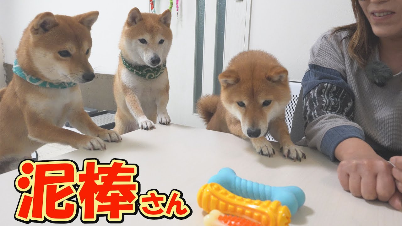 The Shiba Inu's eyes lit up at the sudden arrival of the toy. Then