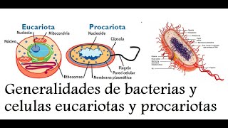 2da Clase de Microbiologia Características generales de las bacterias