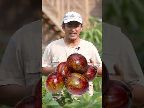 Video: Adakah alpukat berwarna coklat ok?