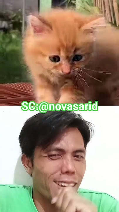 Download lagu seruju kucing ini imut #kitten #cat #cute #animals #shorts