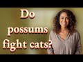 Do possums fight cats?
