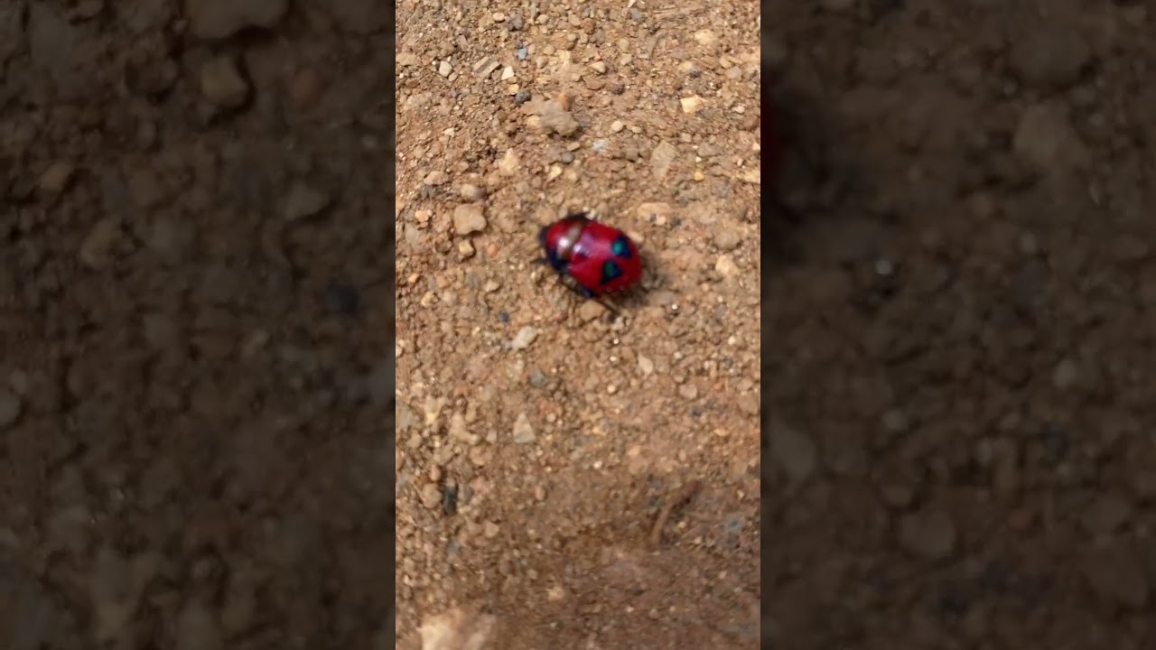 The Christmas Beetle