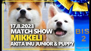 Match Show Mikkeli | Akita Inu