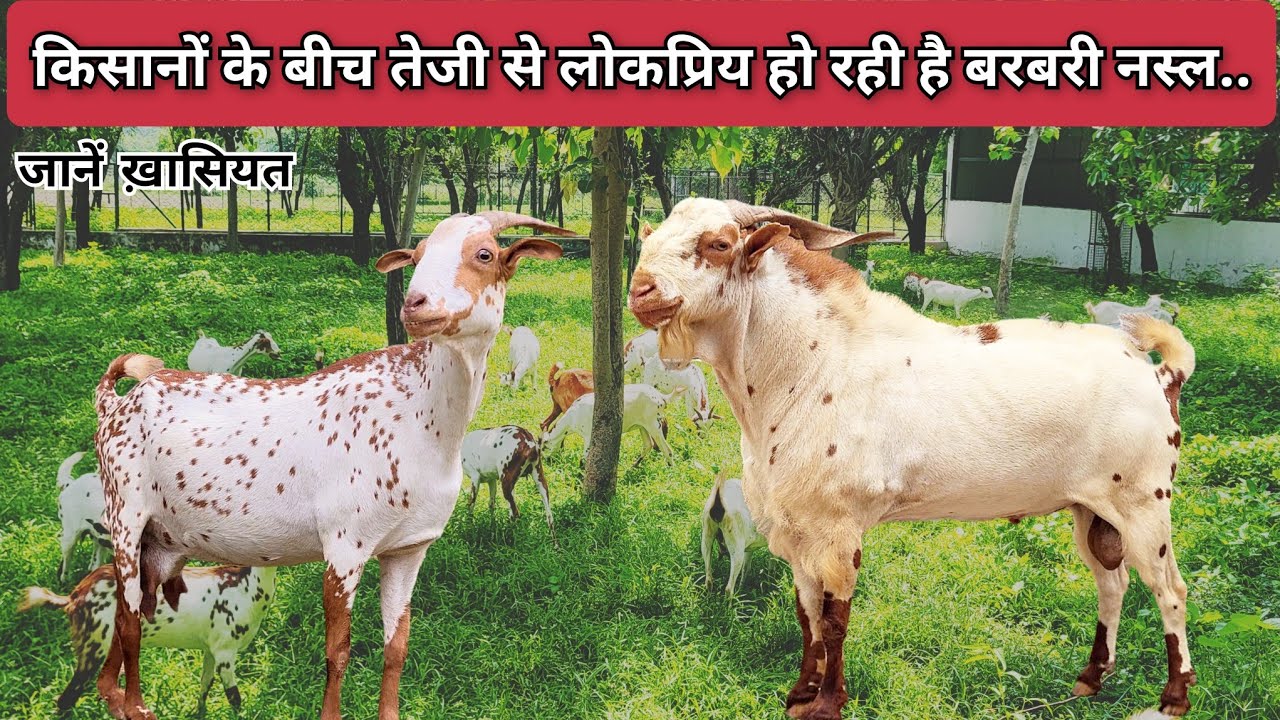 😲CIRG makhdoom government farm के टॉप क्वालिटी बकरे बकरियां👌🏻💯|barbari goat mathura|Goat farming|NLM