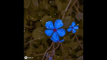 قرآن كريم بصوت سعد الغامدي | حالات واتس اب دينية - سورة الإخلاص ستوري - قرآن كريم QURAN Status
