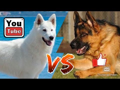 #Белая швейцарская овчарка против Немецкой овчарка//Animals Battle//