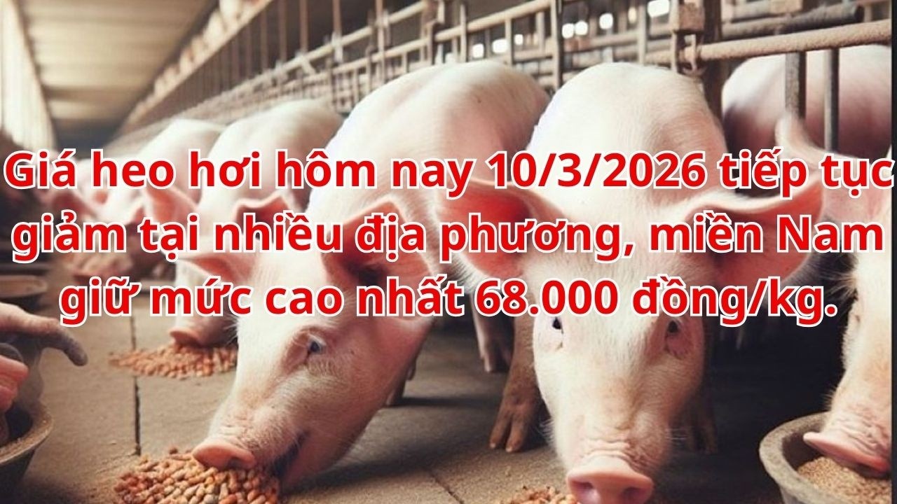 Giá heo hơi hôm nay ngày 10/3/2026 tiếp tục giảm tại nhiều địa phương