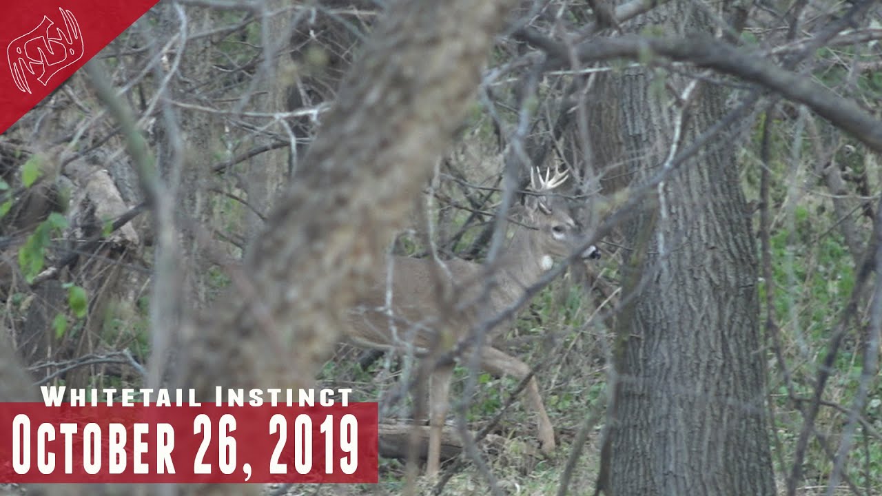 Hunting Buck Bedding Areas Our Hang And Hunt Strategy YouTube