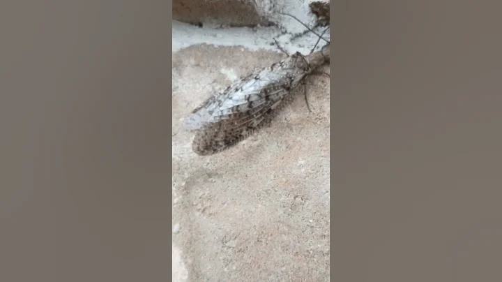 Nightmare fuel at the gas pump! #insects #nature #outdoors #misterjeff #creepy