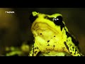 Conoce con nosotros el Sapo Arlequín