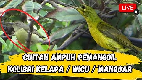 Suara pikat Kolibri kelapa Kolibri Manggar wicu - wicu wiceh , cuitan anakan bikin gerombolan datang