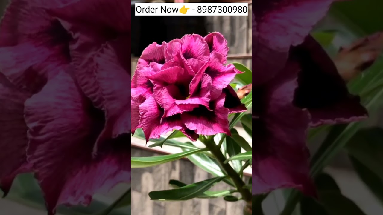 Dark purple adenium variety plants online shopping plant🌻🌹🏵️ 