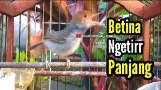 PRENJAK BETINA Ngetir Panjang Istimewa suara jernih Memanggil PRENJAK JANTAN, Cocok buat Masteran.