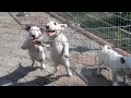 Смешные бультерьеры.  Bull Terrier Щенки 2 мес. Odessa.